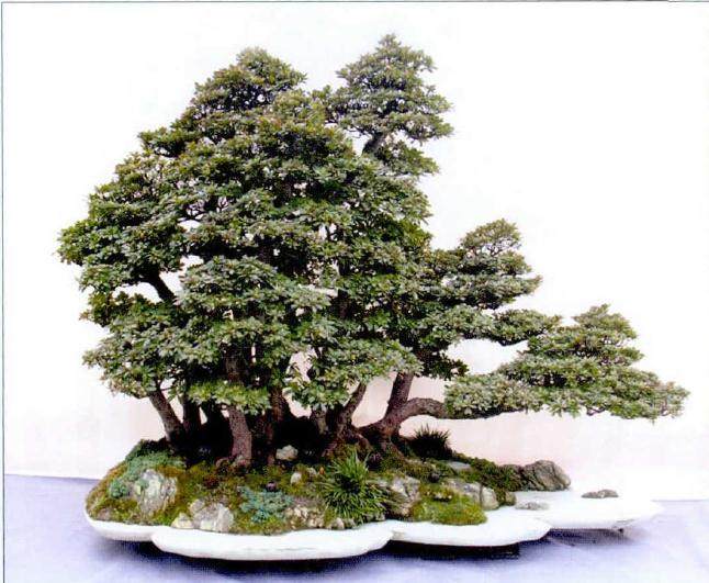 重庆酉阳首届&ldquo;桃花源&rdquo;杯盆景赏石根艺展