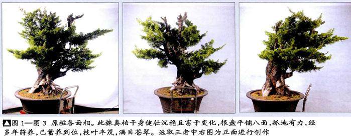 图解 真柏盆景怎么再次制作的20个步骤
