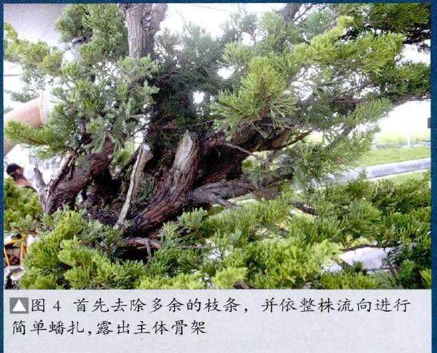 图解 真柏盆景怎么再次制作的20个步骤