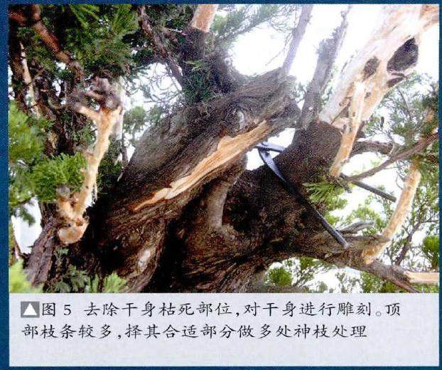 图解 真柏盆景怎么再次制作的20个步骤