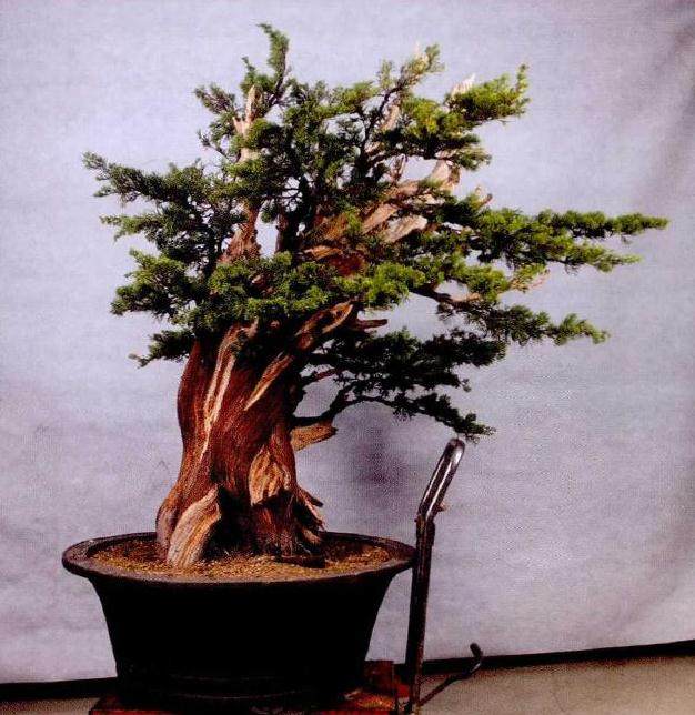 图解 真柏盆景怎么再次制作的20个步骤