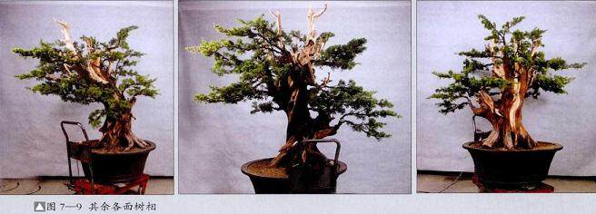 图解 真柏盆景怎么再次制作的20个步骤