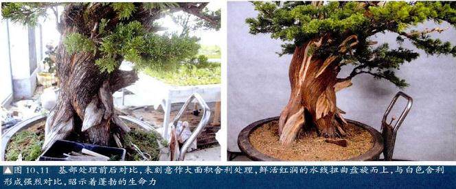 图解 真柏盆景怎么再次制作的20个步骤