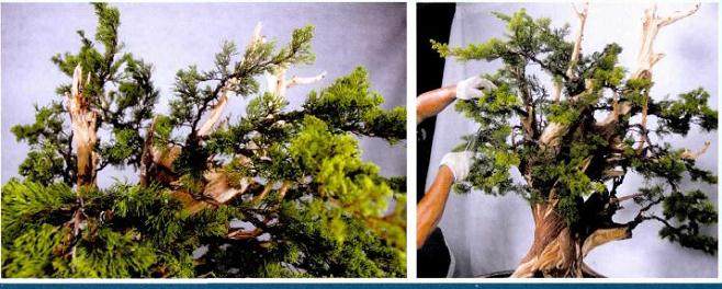 图解 真柏盆景怎么再次制作的20个步骤