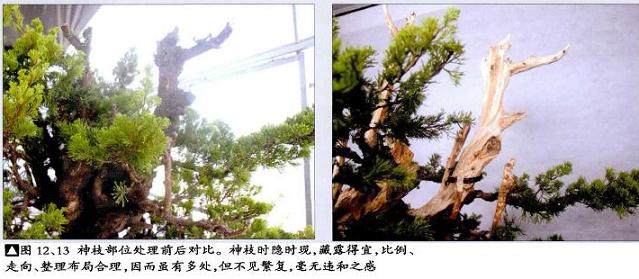 图解 真柏盆景怎么再次制作的20个步骤