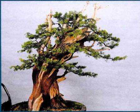 图解 真柏盆景怎么再次制作的20个步骤