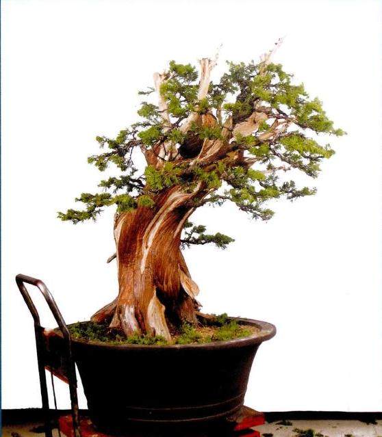 图解 真柏盆景怎么再次制作的20个步骤