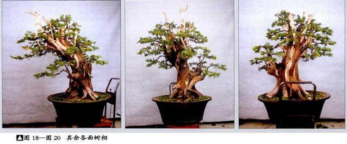 图解 真柏盆景怎么再次制作的20个步骤