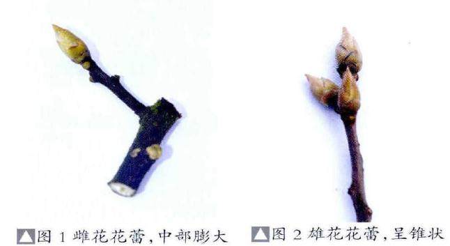 对金弹子盆景挂果问题的再次探讨