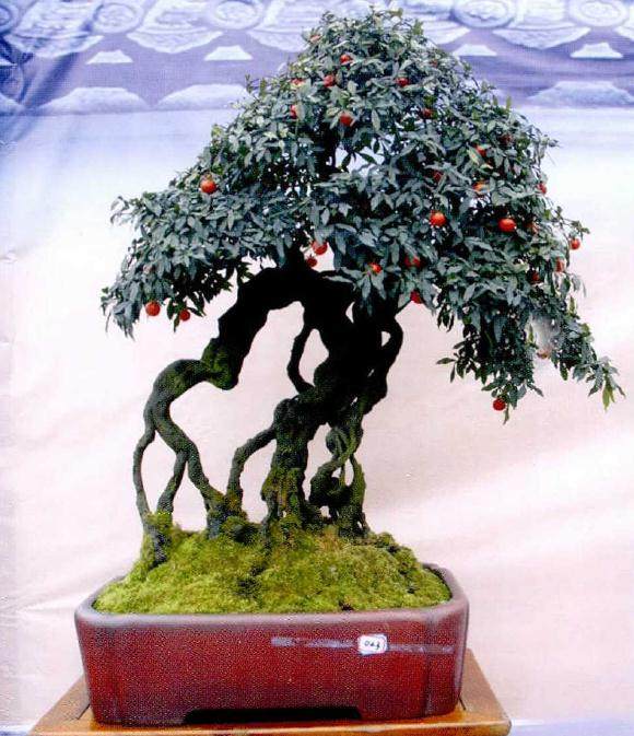 如何养护能使金弹子盆景挂果累累?