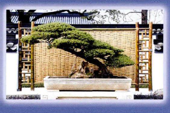 2018上海大师BCI国际盆景大师精品展公告