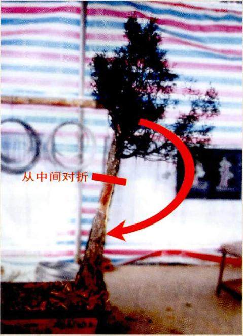 图解 怎么用拿弯方法来制作刺柏盆景