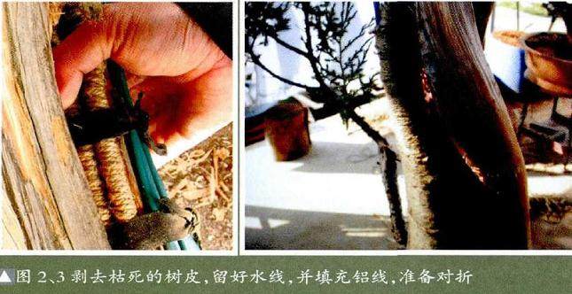 图解 怎么用拿弯方法来制作刺柏盆景