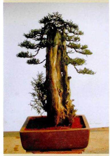 此时树相呈高耸的大树型