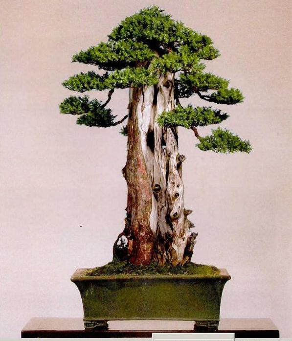 又一年后的效果图合二为一的主干称显粗壮