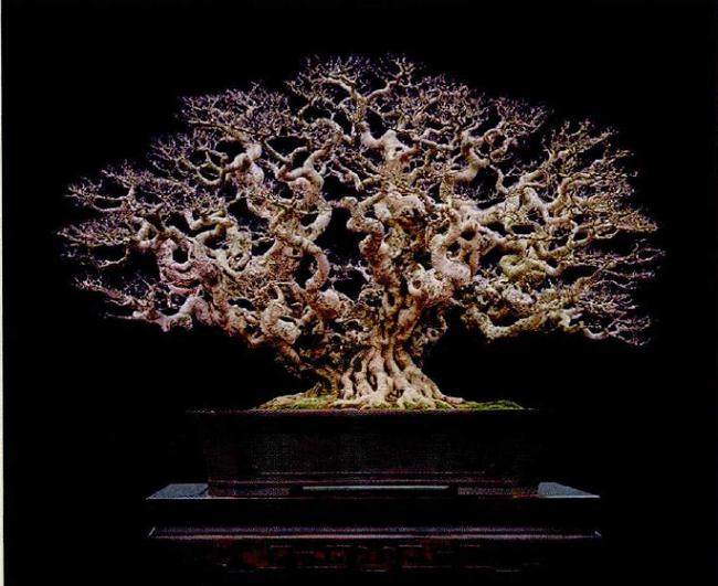 福建盆景依然因其独特的魅力而被称为“闽派盆景”