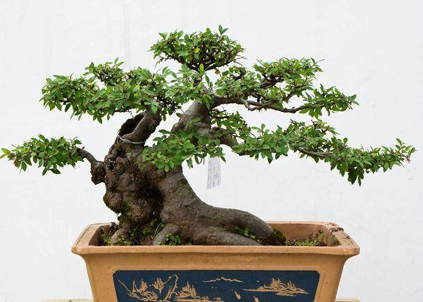 2018年陕西省第五届盆景赏石兰花展览