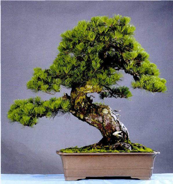 义乌市举办普济杯第七届盆景艺术展