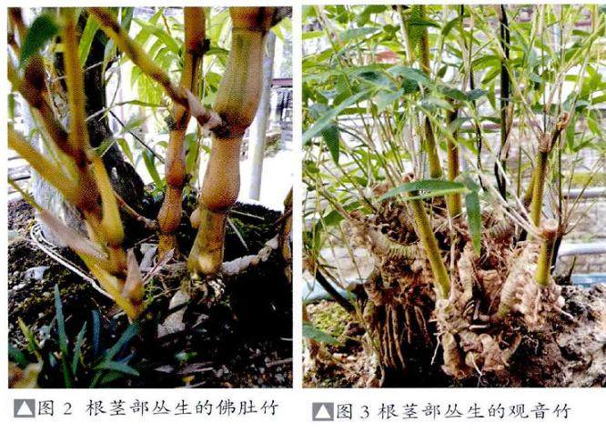 竹草类盆景的制作(竹子篇续)之二