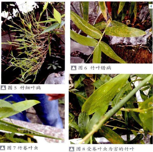 竹草类盆景的制作(竹子篇续)之二