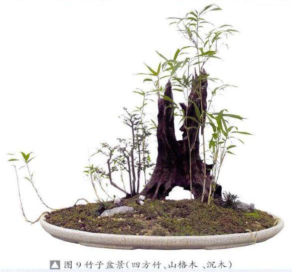 竹草类盆景的制作(竹子篇续)之二