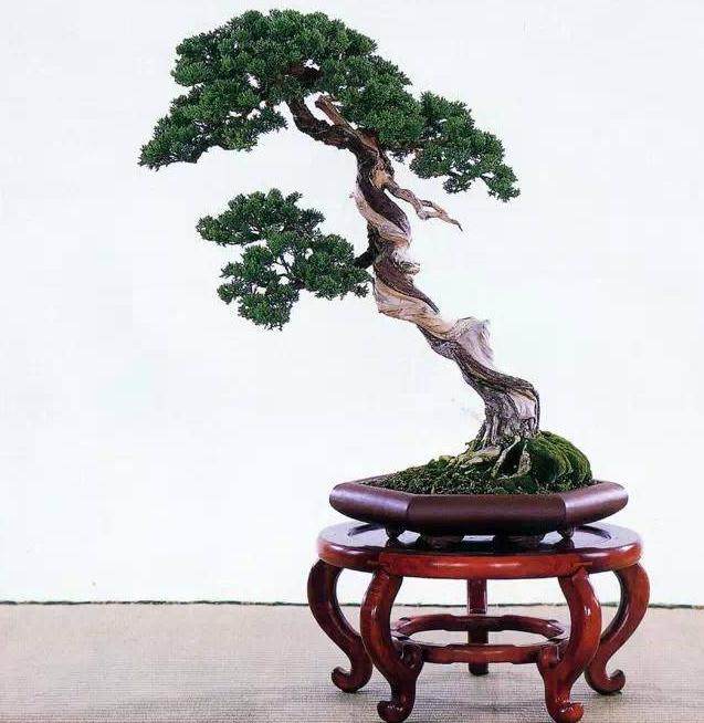 素仁格盆景艺术的产生及形成