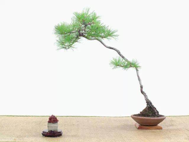 素仁格盆景艺术的产生及形成