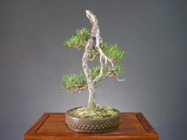 我对素仁格盆景的悟习体会