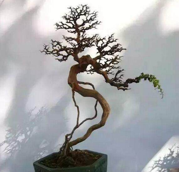 发展和普及&ldquo;素仁格&rdquo;盆景艺术的有益尝试