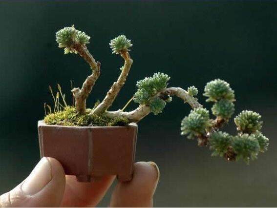 多肉盆景在造型上更为简单 甚至倾向扁平化