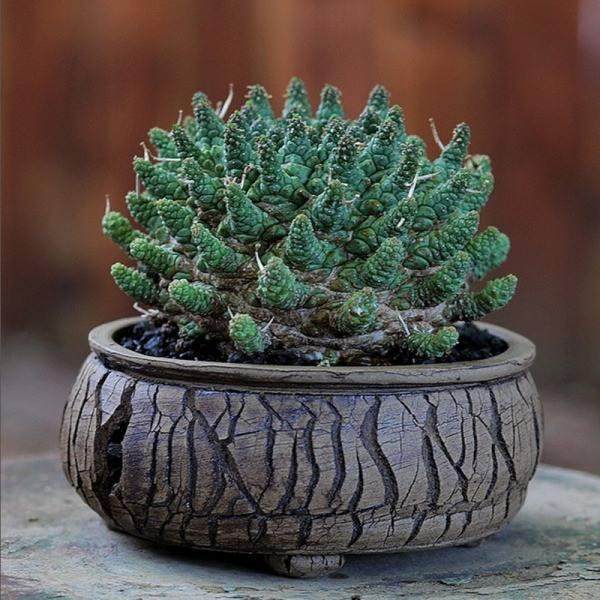 多肉盆景在造型上更为简单 甚至倾向扁平化