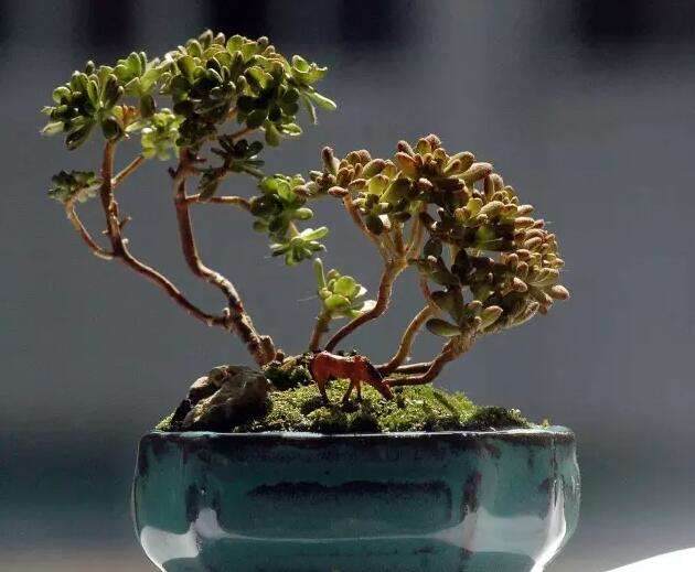 为什么多肉盆景会逐渐取代传统盆景?