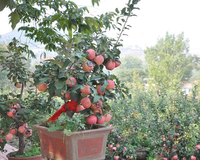 果树盆景常见病害的防治技术