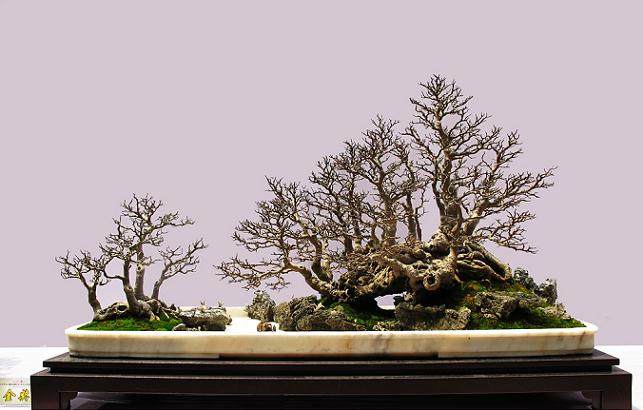 岭南盆景在广东拥有广泛的群众基础