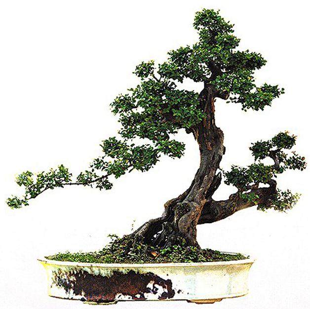 岭南盆景技艺是一门时间的艺术