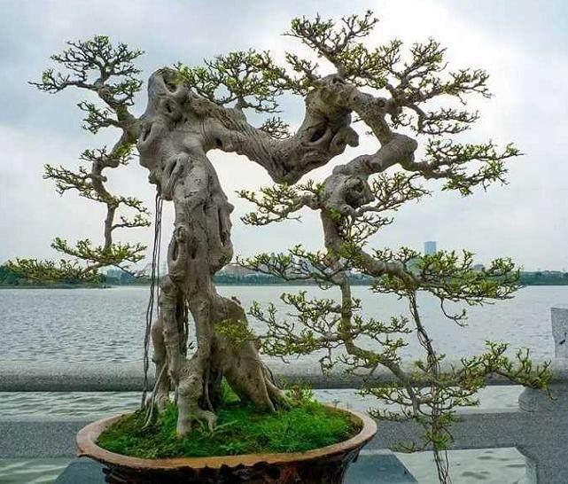 岭南盆景技艺是一门时间的艺术