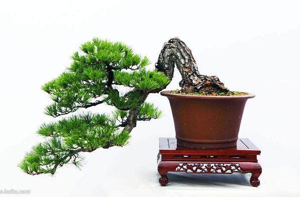 罗汉松盆景的栽植嫁接与放条开坯