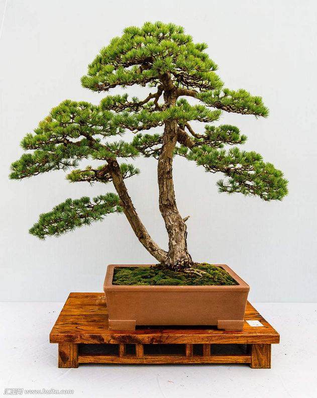 罗汉松盆景的复壮植株与二级枝调