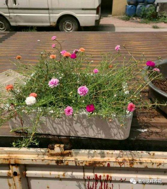 最普通的太阳花也能养成万元盆景老桩