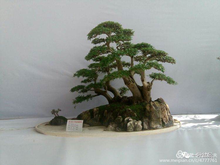 盆景施肥“十不宜”经典总结