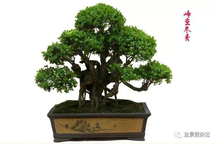 说说摄影和盆景的故事