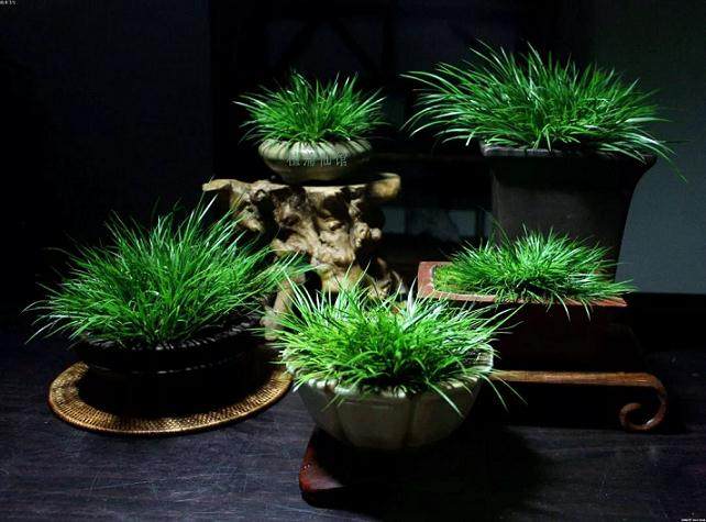 菖蒲盆景中的淡泊人生