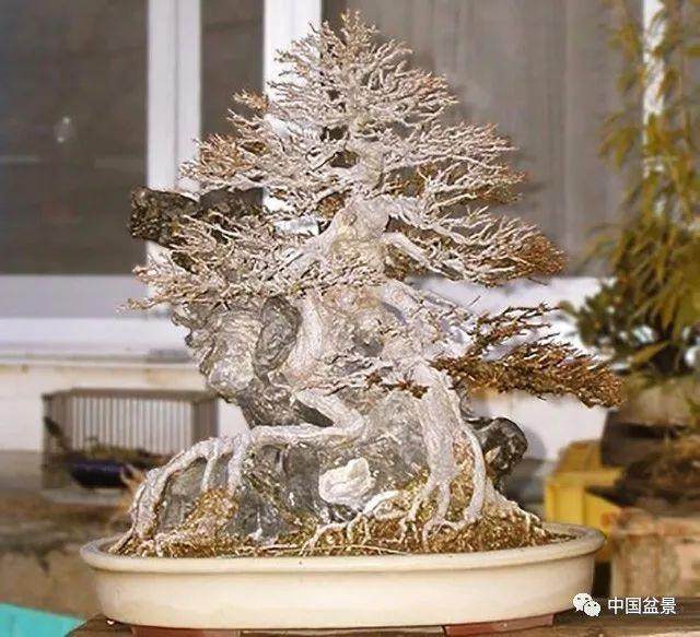 相映成趣的附石盆景饱含画意诗情