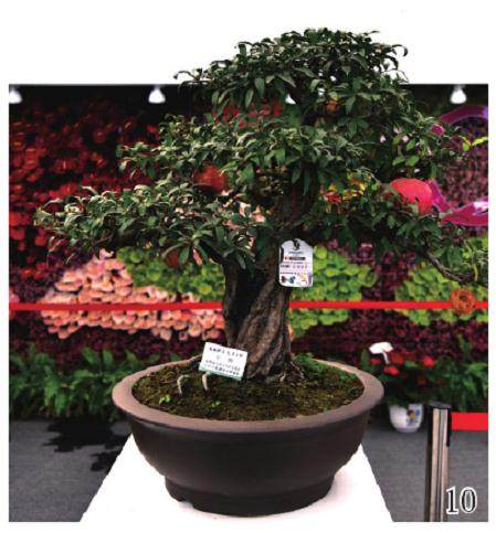 盆景和观赏石在第九届中国花卉博览会上独放异彩