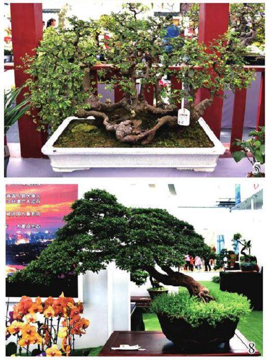 盆景和观赏石在第九届中国花卉博览会上独放异彩