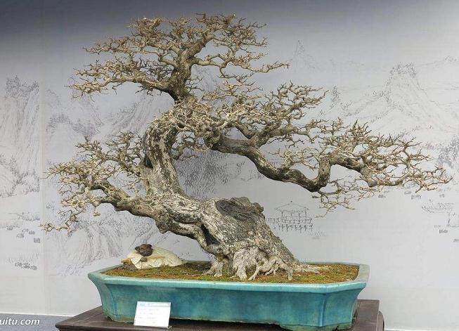 盆景教学导入中的一些问题