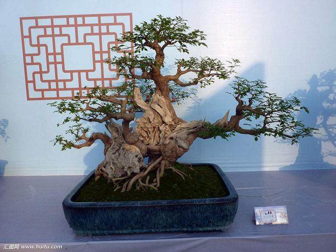 盆景制作中的蟠扎配件与配石换盆