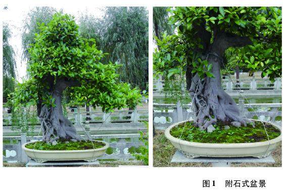 盆景教学改革与教学示例