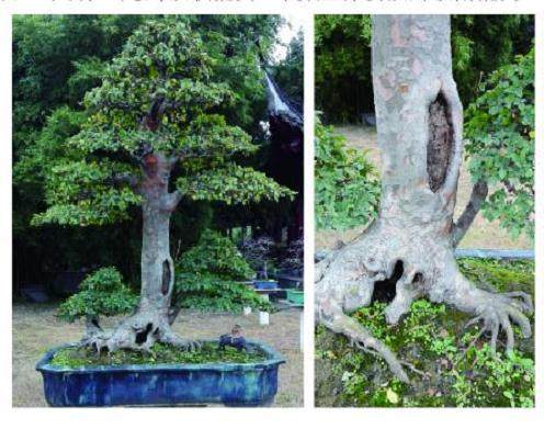 盆景教学改革与教学示例