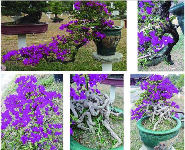 盆景教学改革与教学示例